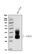 Anti-CD20/MS4A1 Antibody Picoband®