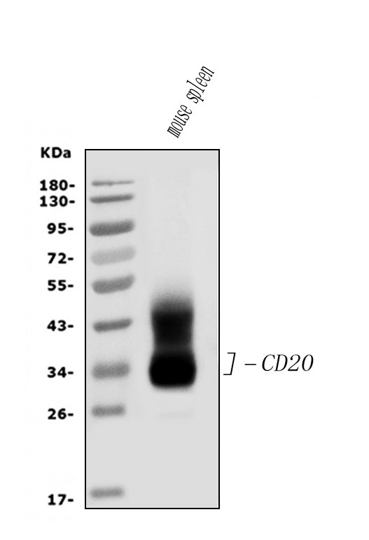 Anti-CD20/MS4A1 Antibody Picoband®