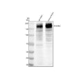 Anti-SHANK2 Antibody Picoband®