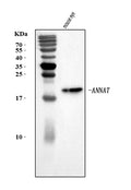 Anti-Aanat Antibody Picoband®