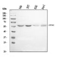 Anti-IMPDH1 Antibody Picoband®