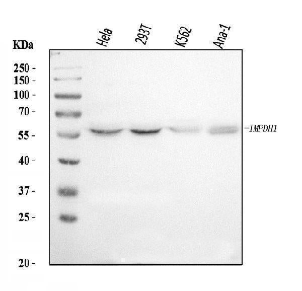 Anti-IMPDH1 Antibody Picoband®