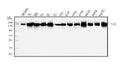 Anti-PFAS Antibody Picoband®
