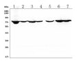 Anti-HIF3/HIF3A Antibody Picoband®