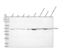Anti-DEPDC6/DEPTOR Antibody Picoband®