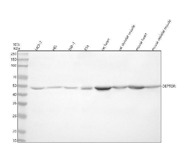 Anti-DEPDC6/DEPTOR Antibody Picoband®
