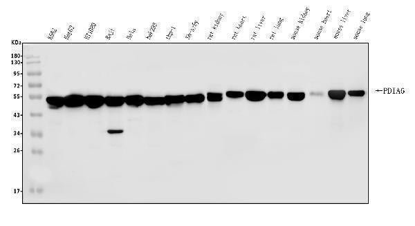 Anti-PDIA6 Antibody Picoband®