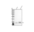 Anti-HBZ Antibody Picoband®