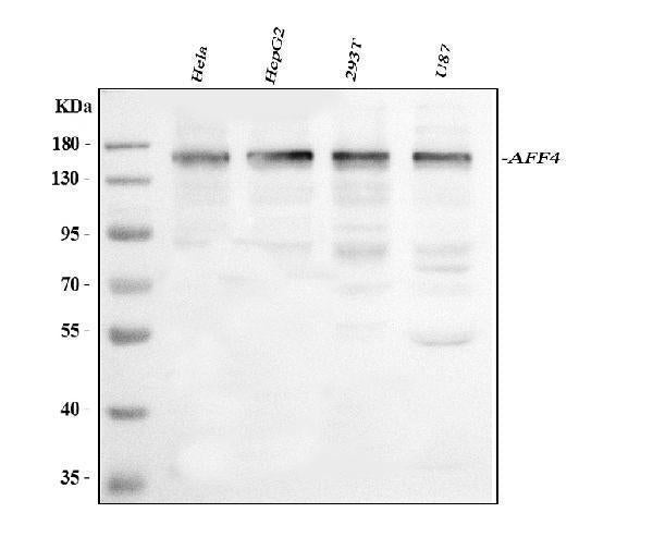 Anti-AFF4 Antibody Picoband®