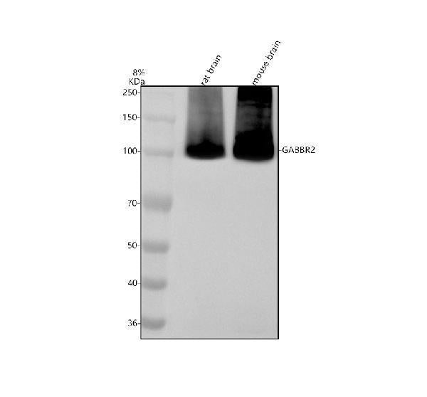 Anti-GABBR2 Antibody Picoband®