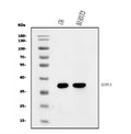 Anti-Elovl4 Antibody Picoband®