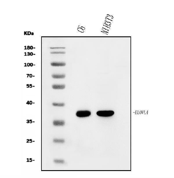 Anti-Elovl4 Antibody Picoband®