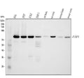 Anti-FAF1 Antibody Picoband®