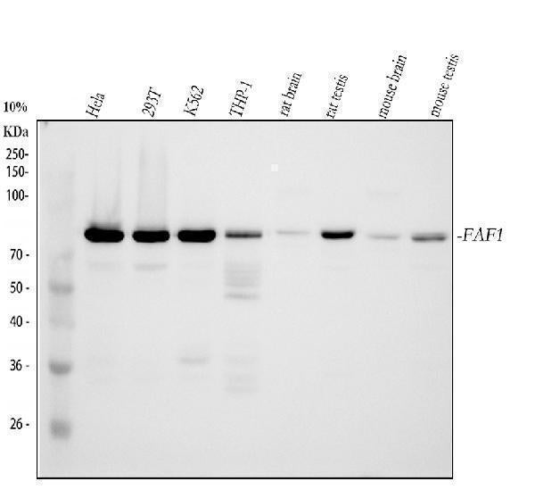 Anti-FAF1 Antibody Picoband®