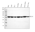 Anti-BCL2A1 Antibody Picoband®