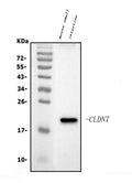 Anti-Claudin 7/CLDN-7 Antibody Picoband®