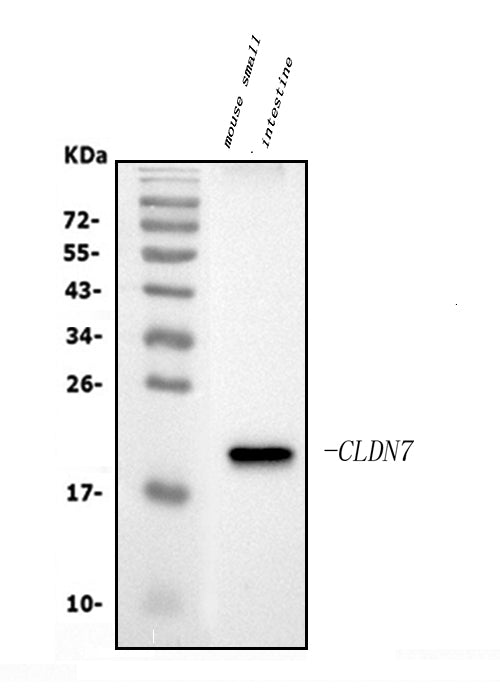 Anti-Claudin 7/CLDN-7 Antibody Picoband®