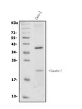 Anti-Claudin 7/CLDN-7 Antibody Picoband®