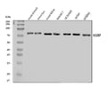 Anti-Hjurp Antibody Picoband®