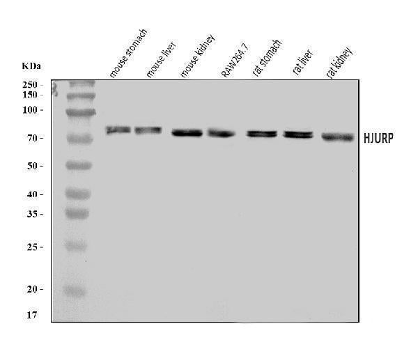 Anti-Hjurp Antibody Picoband®