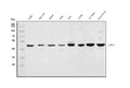 Anti-HOMER1 Antibody Picoband®