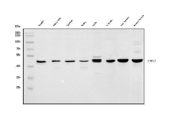 Anti-HOMER1 Antibody Picoband®