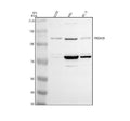 Anti-PRDM9 Antibody Picoband®