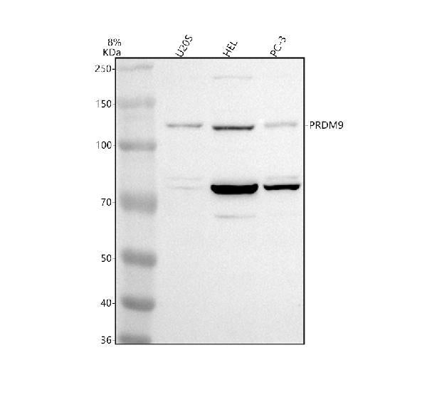 Anti-PRDM9 Antibody Picoband®