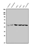 Anti-PTF1A Antibody Picoband®