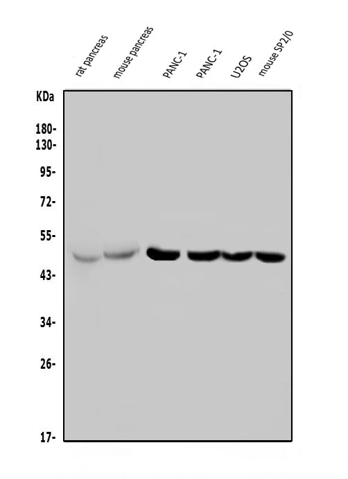 Anti-PTF1A Antibody Picoband®