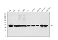 Anti-Aldolase/ALDOB Antibody Picoband®