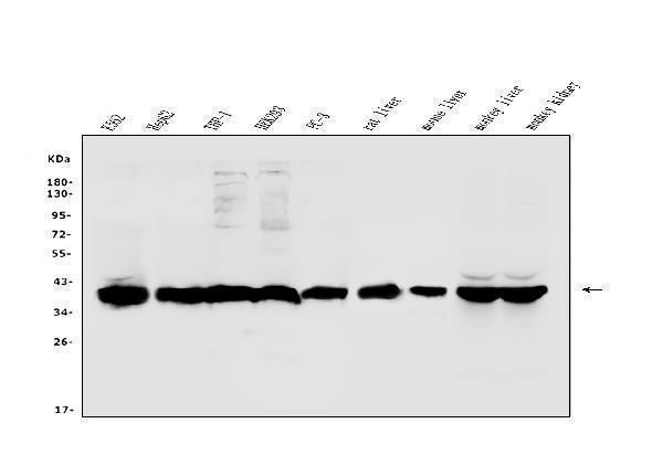 Anti-Aldolase/ALDOB Antibody Picoband®
