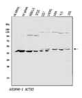 Anti-Arp2/ACTR2 Antibody Picoband®