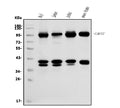 Anti-CDC27 Antibody Picoband®