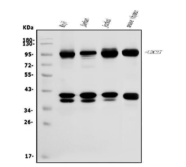 Anti-CDC27 Antibody Picoband®