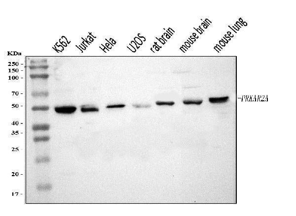 Anti-PKA R2/PKR2/PRKAR2A Antibody Picoband®