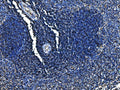 Anti-Cd6 Antibody