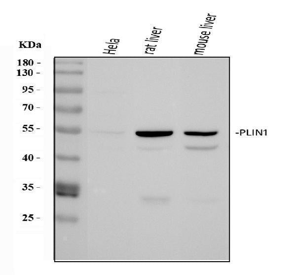Anti-Perilipin A/PLIN1 Antibody Picoband®