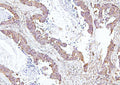 Anti-EIF4A1/2/3 Antibody Picoband®