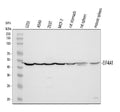 Anti-EIF4A1 Antibody Picoband®
