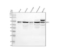 Anti-GRK1 Antibody Picoband®