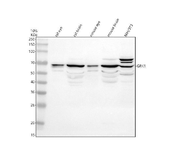 Anti-GRK1 Antibody Picoband®