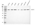 Anti-APLP1 Antibody Picoband®