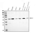 Anti-p38 gamma/MAPK12 Antibody Picoband®