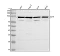 Anti-AATF Antibody Picoband®