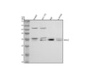 Anti-TPD52 Antibody Picoband®