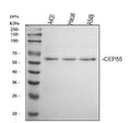 Anti-CEP55 Antibody Picoband®