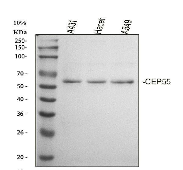 Anti-CEP55 Antibody Picoband®