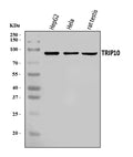 Anti-Cip4/TRIP10 Antibody Picoband®