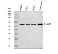 Anti-ICAM2 Antibody Picoband®